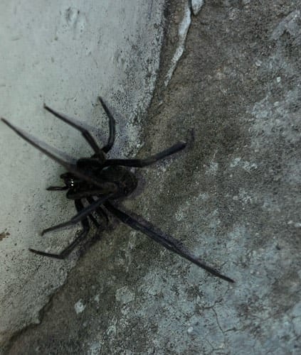 Cangrejuela de tierra (Hogna lenta)